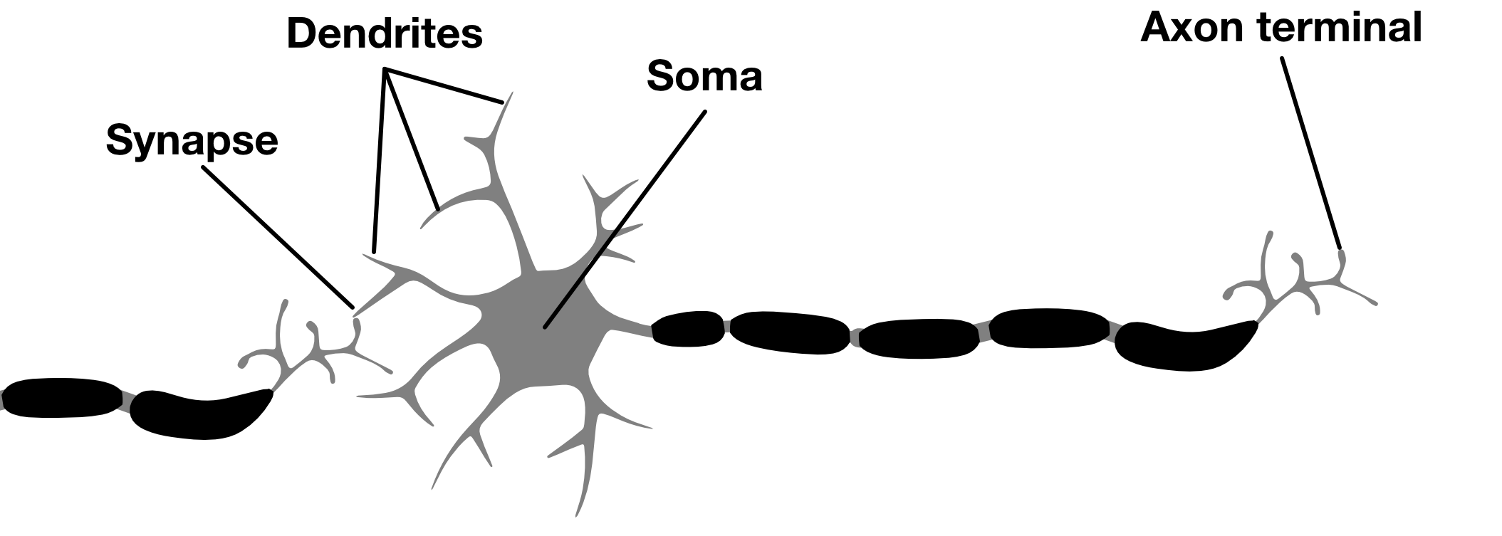 Synaptically connected neurons in the brain are the substrate of neural computation in brains