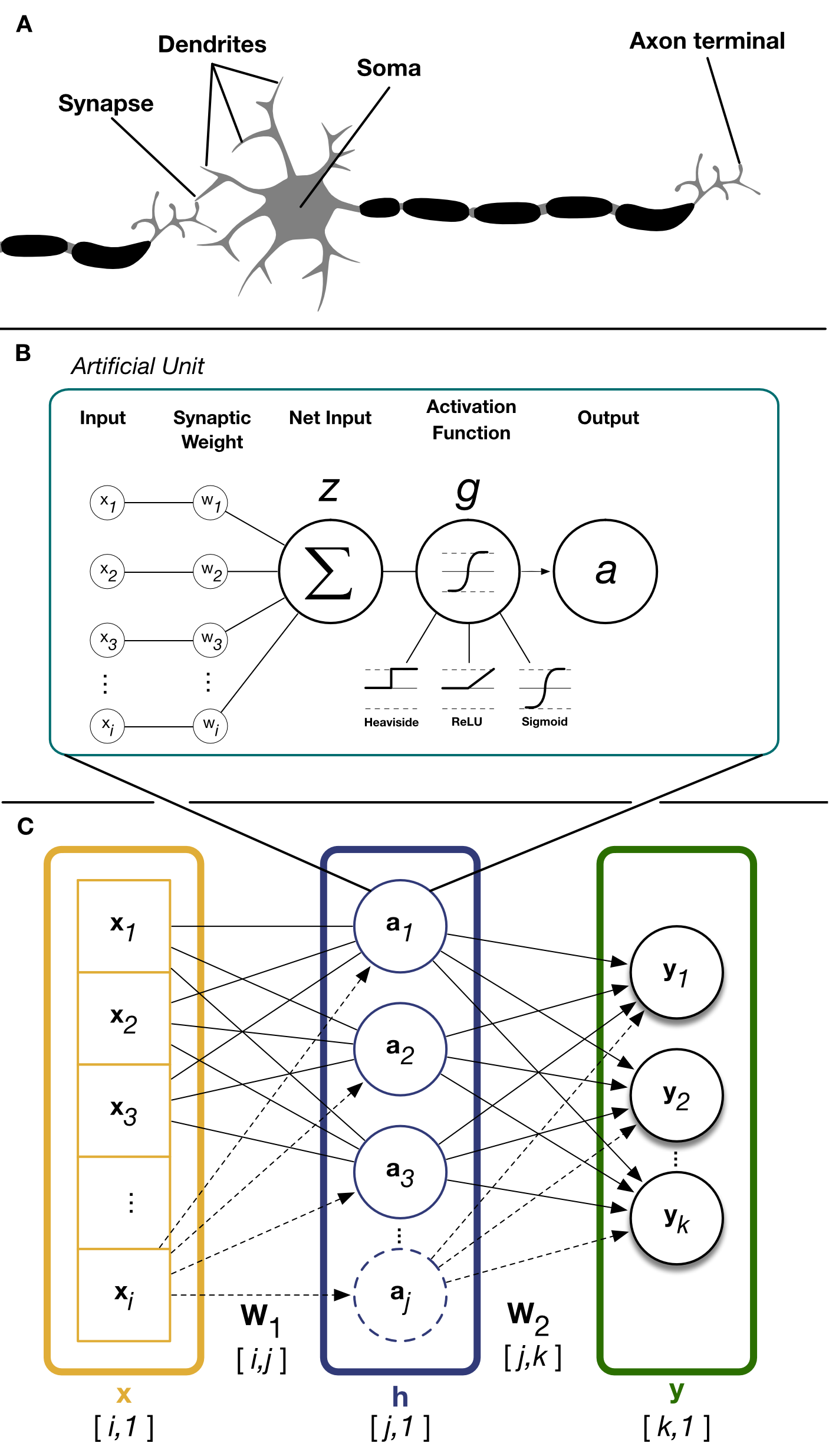 Real neurons and artificial units