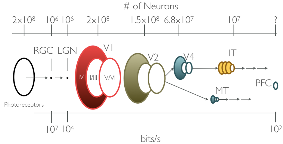 Channel capacity, the number of neurons carrying visual information, significantly varies along the ventral visual stream